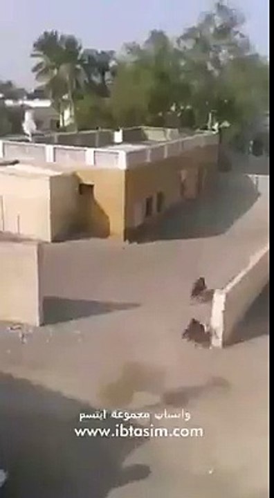 animal ki aqal