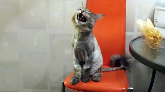 Няшный кот Мейн Кун что то просит!