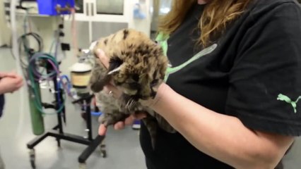 Маленькие пумы