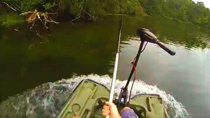 Two Idiots Get Stung After Attacking A Hornet's Nest