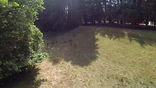Stag not afraid of drone
