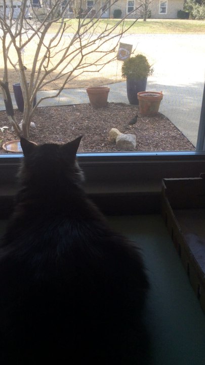ALF watch birds
