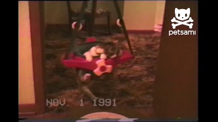Cat twirls around in baby swing