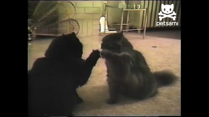 Cats play patty-cake