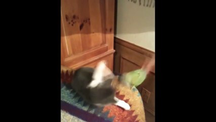 Cats Vs Birds Compilation