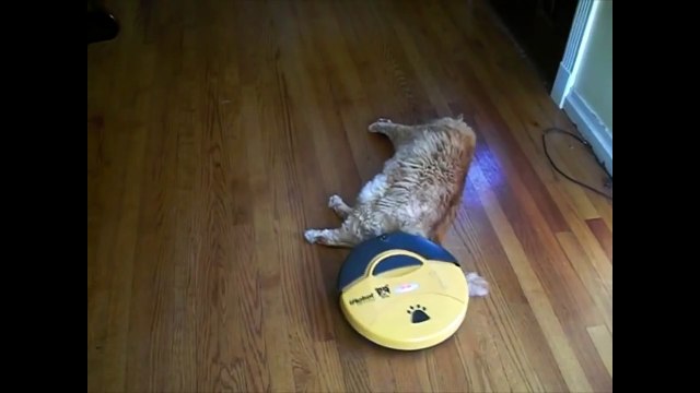 Cats, Kittens and Felines National Cat Day