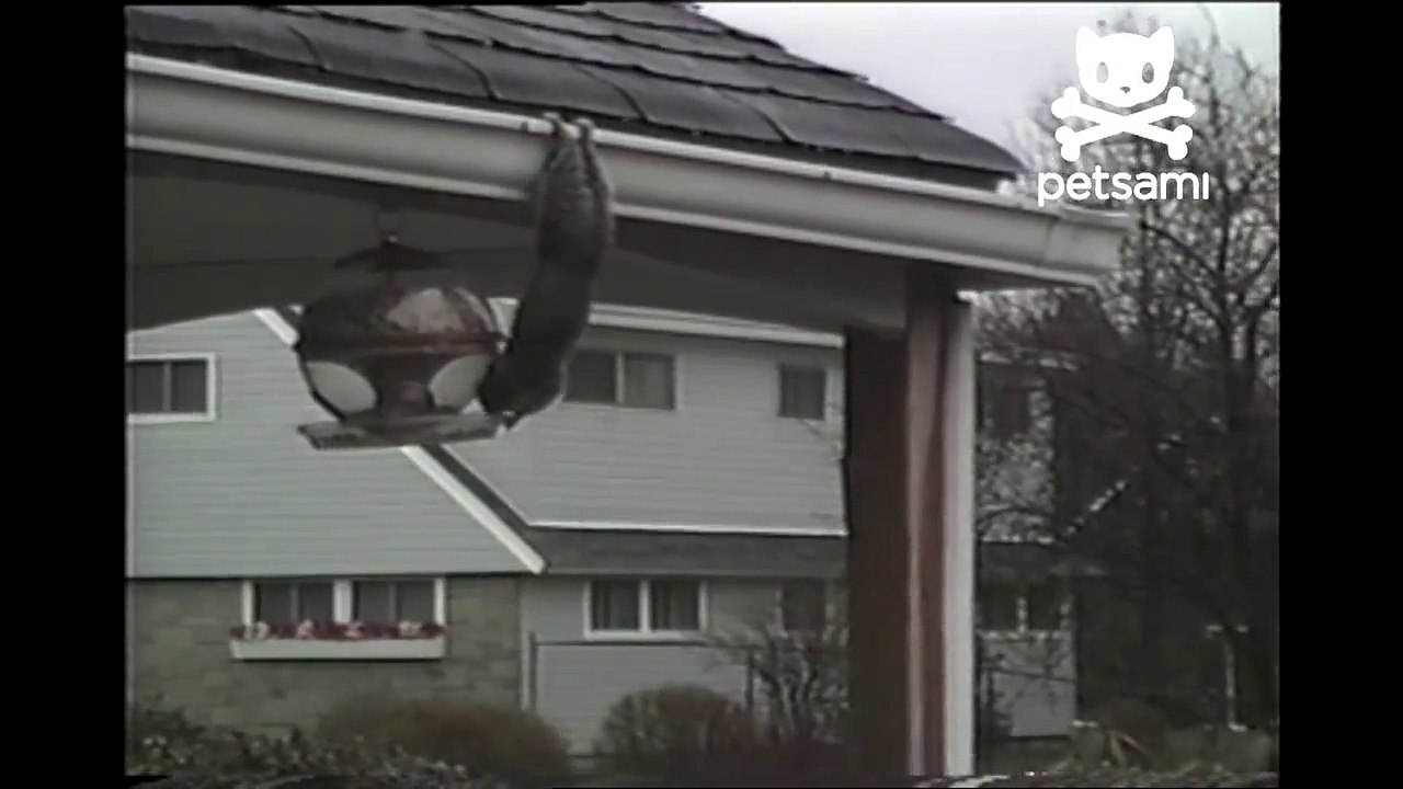 Cliffhanging squirrel will do whatever it takes to fill his belly