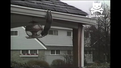 Cliffhanging squirrel will do whatever it takes to fill his belly