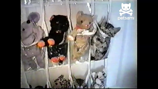 Cute kittens sleep in shoe rack