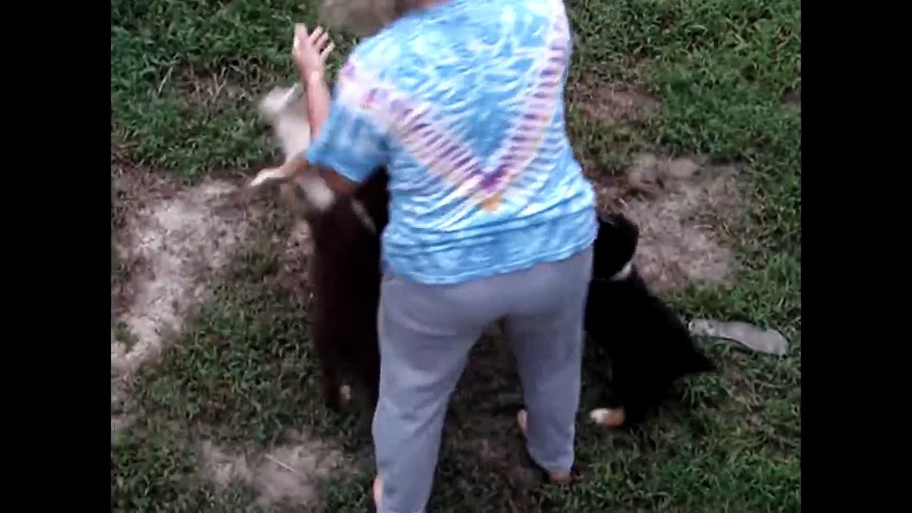 Cute Puppies Chow Down Together