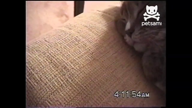 Cute snoring cat catches some zzz's