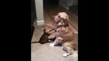 Cutest Cat And Dog Video Ever