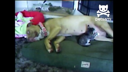 Dog breastfeeding cute kitten