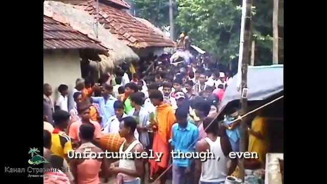 Фестиваль Кобры в Индии- Шокирующее зрелище- Кобра кусает индусов