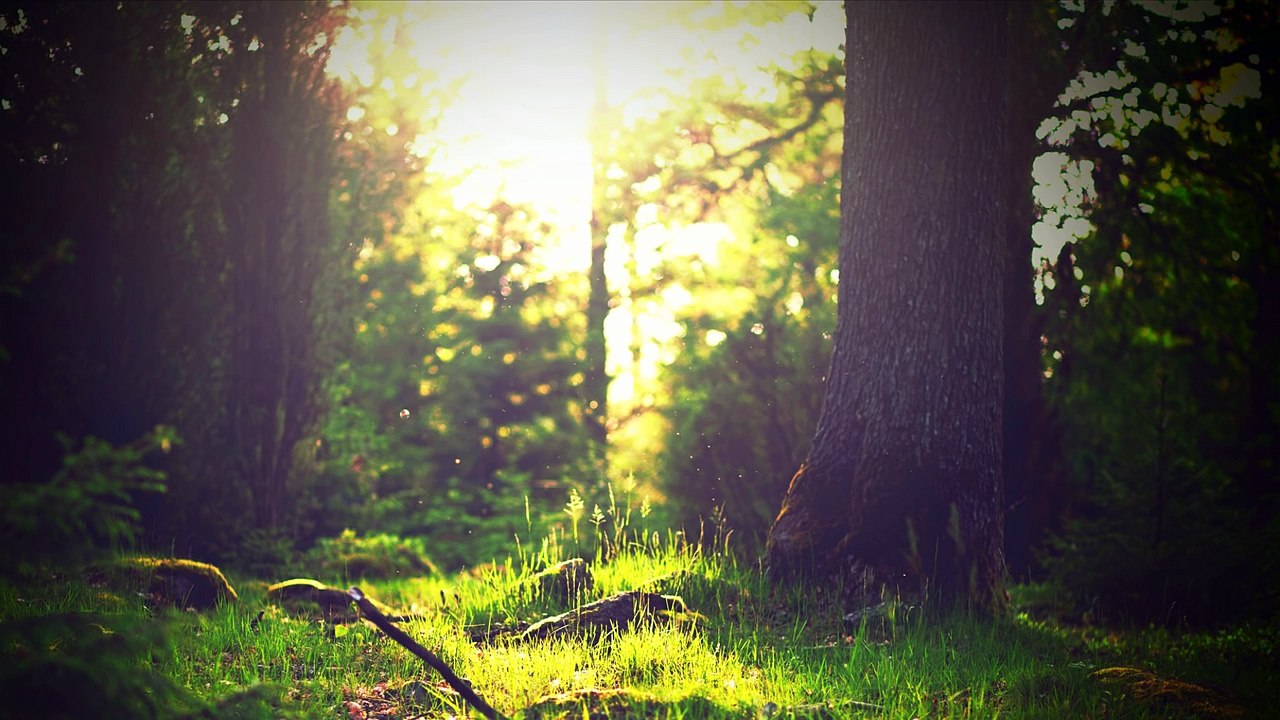 3 HOURS Relaxing Instrumental Meditation Music | Dreaming Flute | Background for Yoga, Spa, Massage