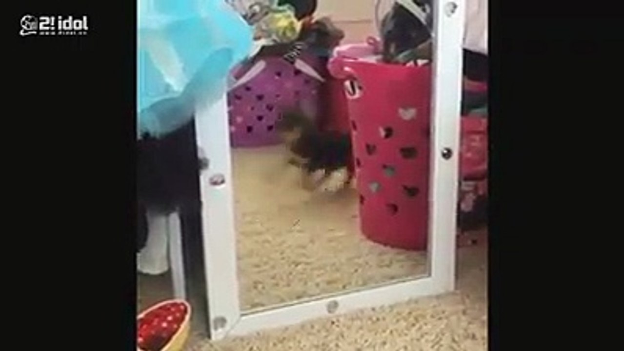 Funny Clips_2