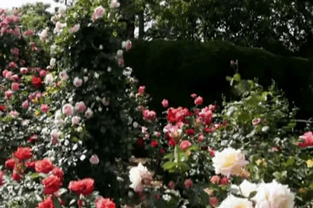 MÁRIÓ - AMIKOR A RÓZSÁK ÚJRA NYÍLNAK