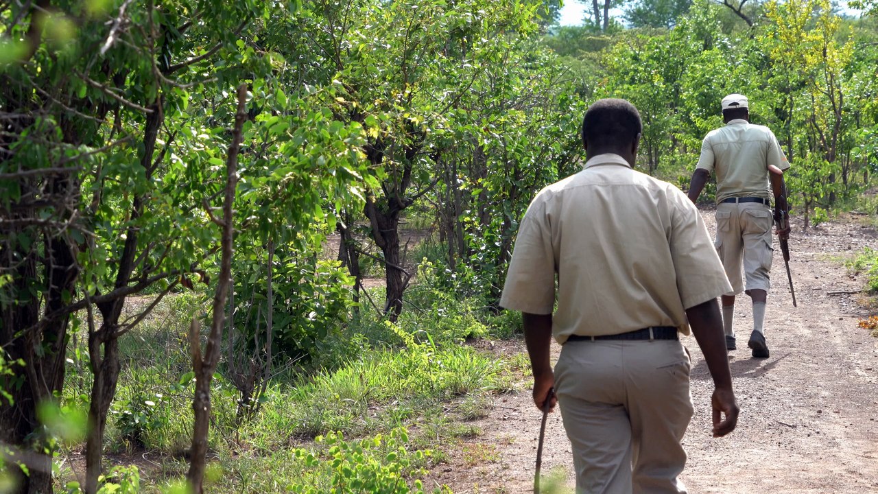 Lions walk - spannende begegnungen hautnah mit löwen