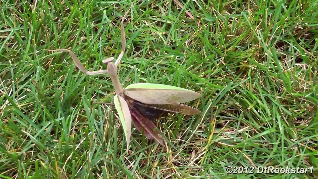 Cat gets attacked by a praying mantis !