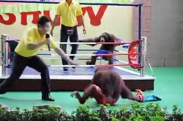 best funny resling video