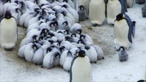 خطر انقراض طيور البطريق بالقطب المتجمد الجنوبي