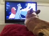 Romantik çizgi film izleyen köpek