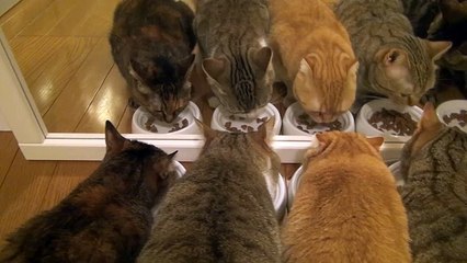 9 cats ×2 鏡に映った猫 Cat in the mirror