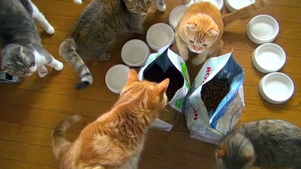 9 Cats ごはんですよ！ 9 Cats Breakfast is ready！