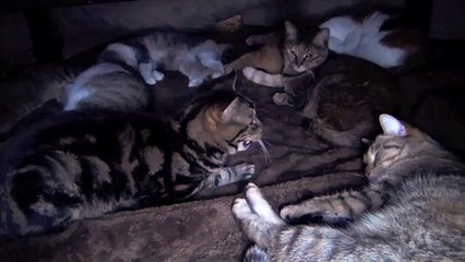 ９匹の猫にこたつを占領された ９Cats occupied the Kotatsu