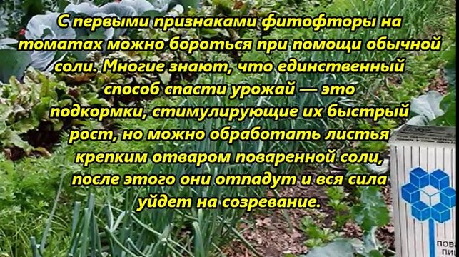 Сахар и соль на дачном участке