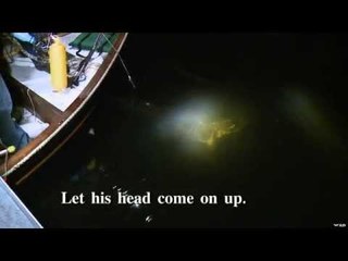 Bowhunting Gators In Kentucky