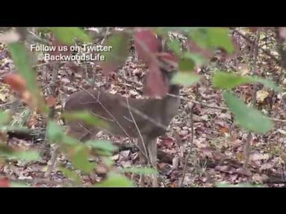 Alabama Backwoods Bucks Part 2
