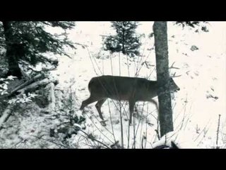 Hunting Whitetail with Bow in Minnesota