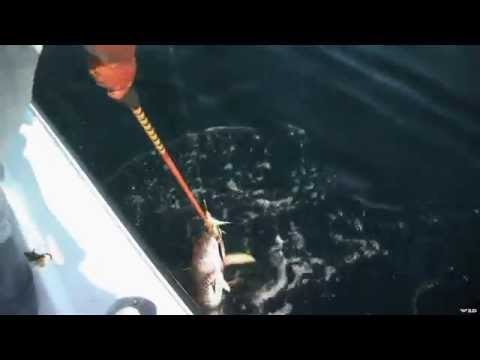 Baja Roosterfish Fly Fishing Adventure