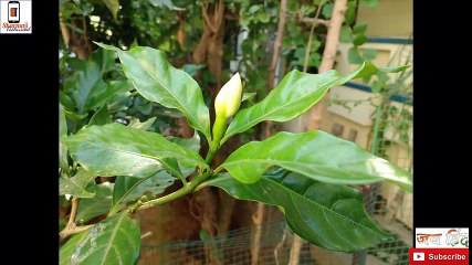 [Hindi - हिन्दी] Moto G Turbo PowerPack Review with lots of details