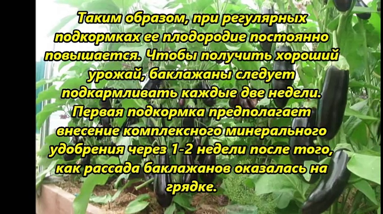 Чем подкормить баклажаны