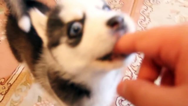 Маленький щенок хаски