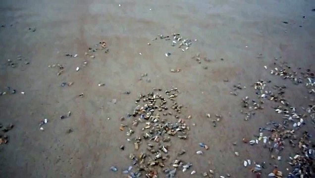 Une vague passe sur le sable, ce qui se passe ensuite est vraiment incroyable !