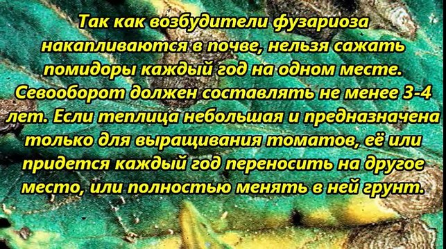 Что делать, если вянут помидоры-