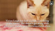 Vivien Leigh Rescue Cat Needs Home || Share Her Story (FULL HD)