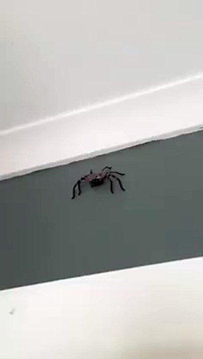 mieux vaut ne pas s'approcher trop près d'une araignée australienne