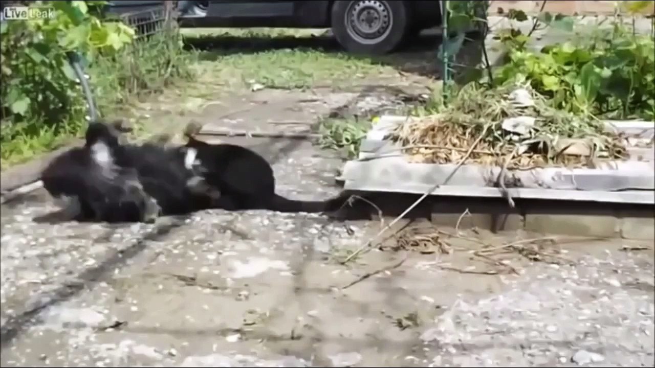 Cat Thug Life   Ultimate Cats Thug Life Compilation!