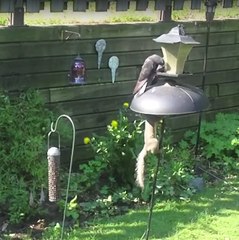 L’écureuil cascadeur