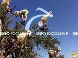 have you ever seen goats on the branches of tree