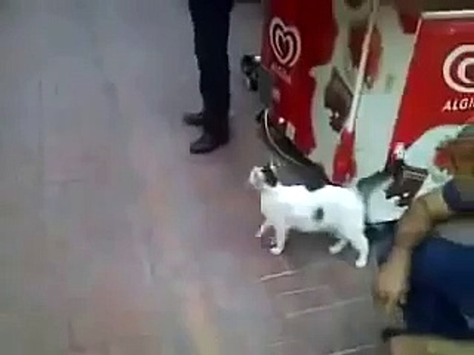 Злой кот нападает на ротвейлера