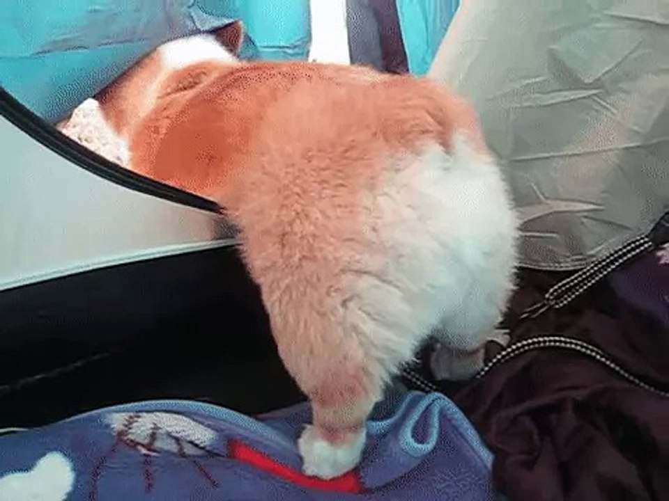 A Corgi is attempting to resume his hike, but the obstacles seem insurmountable...