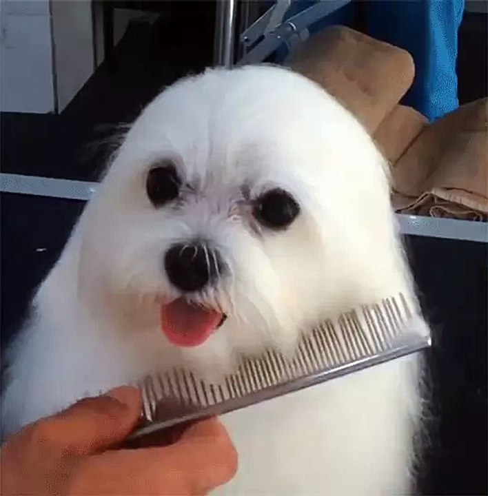 An impossibly cute dog gets brushed...