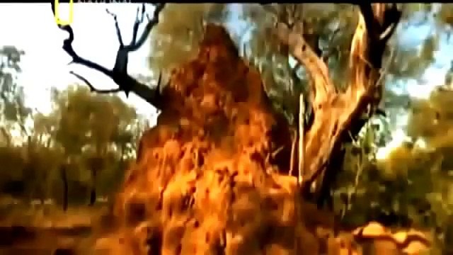 FELINOS PELEANDO PARA SOBREVIVIR (Documentales De Animales)