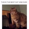 never see such a video---cats vines