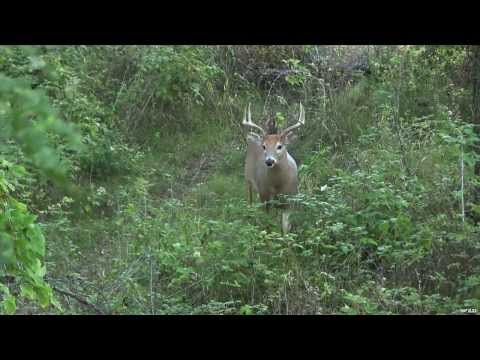 Deer Hunting in the Early Season